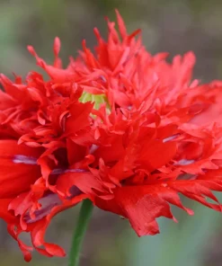Red Oase Peony Poppy Seeds - Papaver Peoniflorum Double Flower - 100 Seeds - Image 3