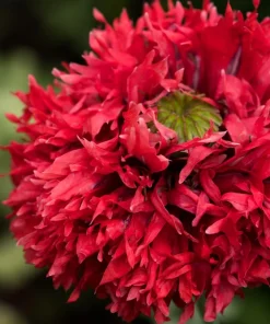 Red Oase Peony Poppy Seeds - Papaver Peoniflorum Double Flower - 100 Seeds - Image 6
