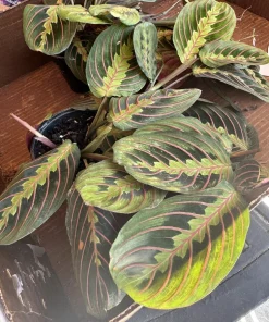 Red Prayer Plant Live Houseplant - Maranta Leuconeura Erythroneura - Indoor Foliage - Image 2