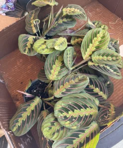 Red Prayer Plant Live Houseplant - Maranta Leuconeura Erythroneura - Indoor Foliage - Image 3