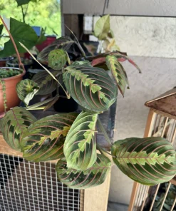 Red Prayer Plant Live Houseplant - Maranta Leuconeura Erythroneura - Indoor Foliage - Image 1
