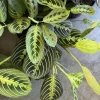 Red Prayer Plant Live - Maranta leuconeura Indoor Houseplant Potted - Image 1