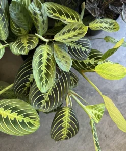 Red Prayer Plant Live - Maranta leuconeura Indoor Houseplant Potted - Image 1