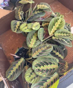 Red Prayer Plant Live - Maranta leuconeura Red Vein Houseplant - Image 3