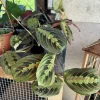 Red Prayer Plant Live - Maranta leuconeura Red Vein Houseplant - Image 1