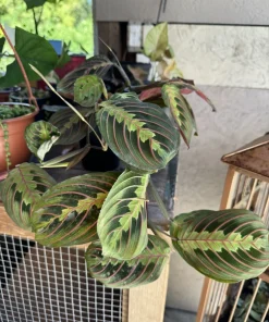 Red Prayer Plant Live - Maranta leuconeura Red Vein Houseplant - Image 1