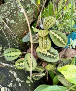 Red Prayer Plant Live - Maranta leuconeura Red Vein Indoor Houseplant - Image 1