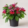 Red Purple Bleeding Heart Vine Live Plant – 4-6 Inch Starter Plant – Tropical Flowering Vine - Image 1