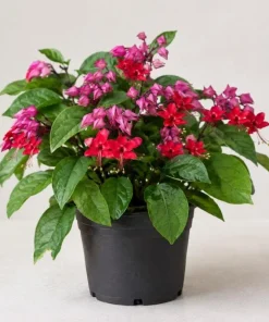 Red Purple Bleeding Heart Vine Live Plant – 4-6 Inch Starter Plant – Tropical Flowering Vine - Image 1