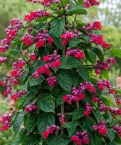Red Purple Bleeding Heart Vine Live Plant – 4-6 Inch Starter Plant – Tropical Flowering Vine - Image 2