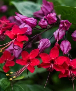 Red Purple Bleeding Heart Vine Live Plant – 4-6 Inch Starter Plant – Tropical Flowering Vine - Image 3