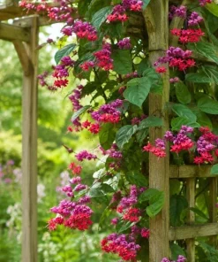 Red Purple Bleeding Heart Vine Live Plant – 4-6 Inch Starter Plant – Tropical Flowering Vine - Image 4