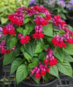 Red Purple Bleeding Heart Vine Live Plant – 4-6 Inch Starter Plant – Tropical Flowering Vine - Image 6