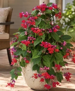 Red Purple Bleeding Heart Vine Live Plant – 4-6 Inch Starter Plant – Tropical Flowering Vine - Image 7