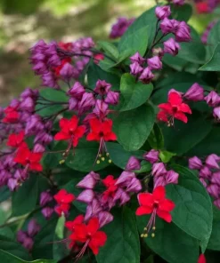 Red Purple Bleeding Heart Vine Live Plant – 4-6 Inch Starter Plant – Tropical Flowering Vine - Image 8