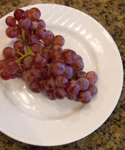 Red Reliance Seedless Grape Vine Live Plant - 1-2 Year Old Well Rooted Outdoor - Image 2