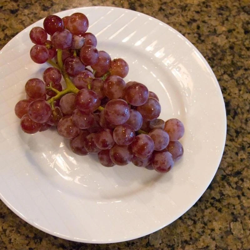 Red Reliance Seedless Grape Vine Live Plant - 1-2 Year Old Well Rooted Outdoor - Image 2