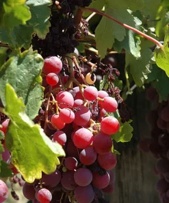 Red Reliance Seedless Grape Vine Live Plant - 1-2 Year Old Well Rooted Outdoor - Image 3