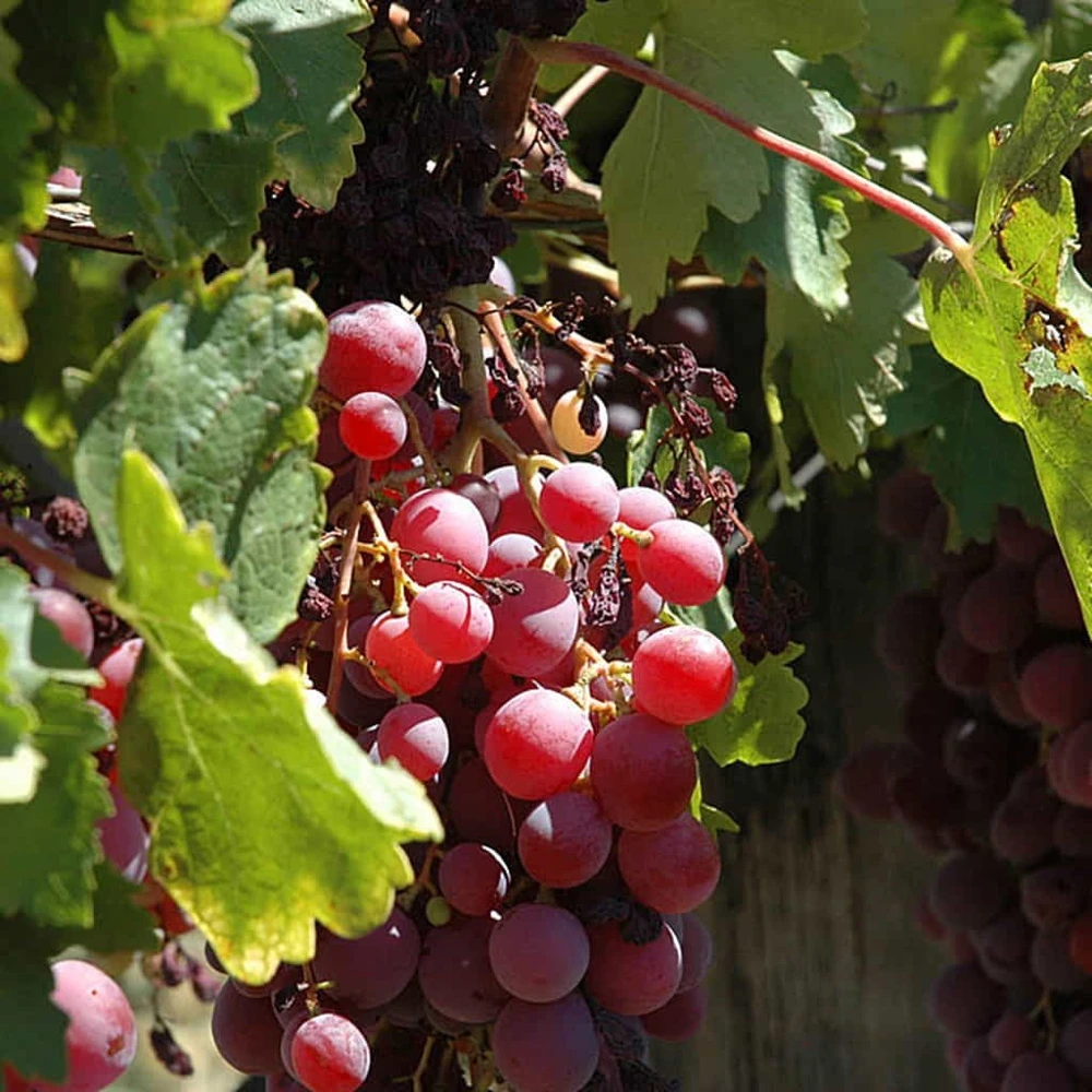 Red Reliance Seedless Grape Vine Live Plant - 1-2 Year Old Well Rooted Outdoor - Image 3