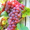 Red Reliance Seedless Grape Vine Live Plant - 1-2 Year Old Well Rooted Outdoor - Image 1