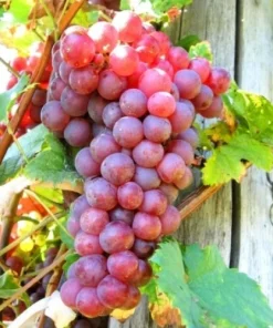 Red Reliance Seedless Grape Vine Live Plant - 1-2 Year Old Well Rooted Outdoor - Image 1