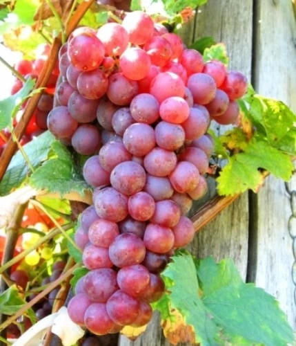 Red Reliance Seedless Grape Vine Live Plant - 1-2 Year Old Well Rooted Outdoor - Image 1