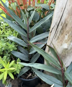 Red Reuben Ginger Live Plant - Alpinia Purpurata Tropical Flowering Ginger - Image 2