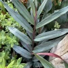 Red Reuben Ginger Live Plant - Alpinia Purpurata Tropical Flowering Ginger - Image 1