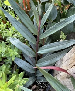 Red Reuben Ginger Live Plant - Alpinia Purpurata Tropical Flowering Ginger - Image 1