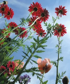 Red Robinson's Daisy Flower Seeds - 100 Painted Daisy Seeds, 24-36
