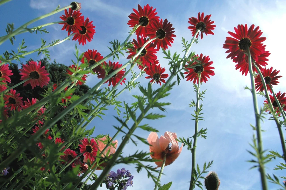 Red Robinson's Daisy Flower Seeds - 100 Painted Daisy Seeds, 24-36" Tall, Zones 3-9 - Image 10