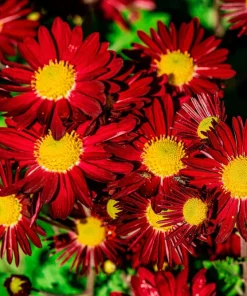 Red Robinson's Daisy Flower Seeds - 100 Painted Daisy Seeds, 24-36" Tall, Zones 3-9 - Image 2