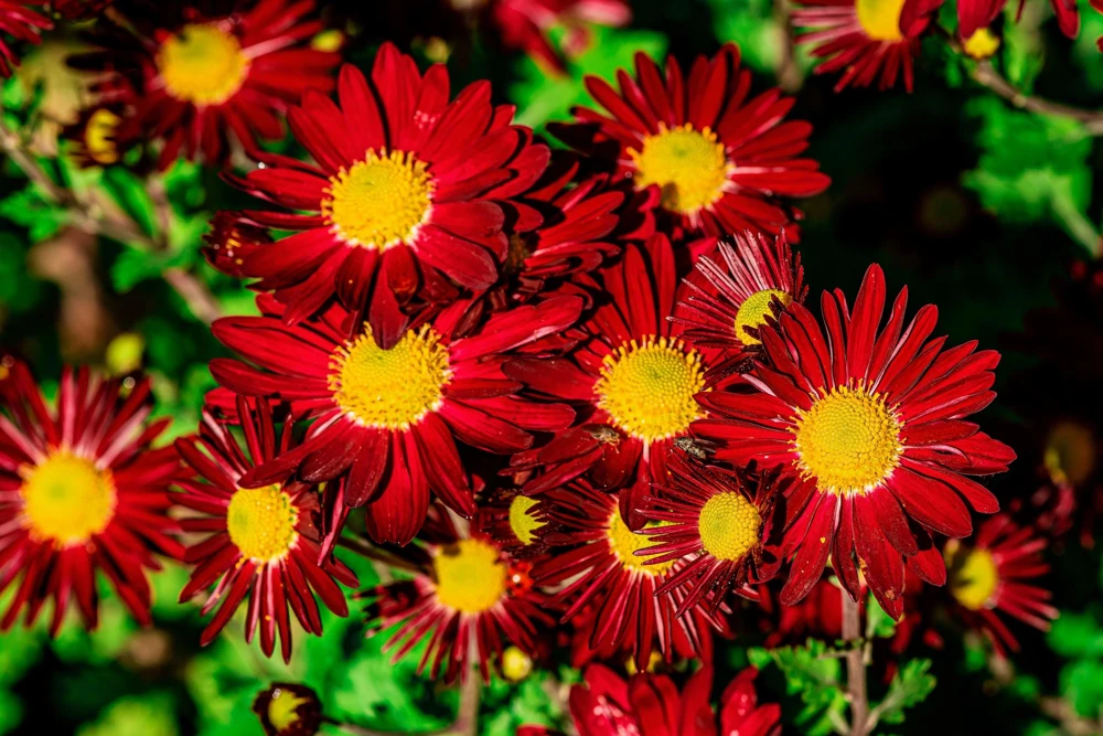 Red Robinson's Daisy Flower Seeds - 100 Painted Daisy Seeds, 24-36" Tall, Zones 3-9 - Image 2
