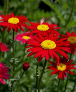 Red Robinson's Daisy Flower Seeds - 100 Painted Daisy Seeds, 24-36