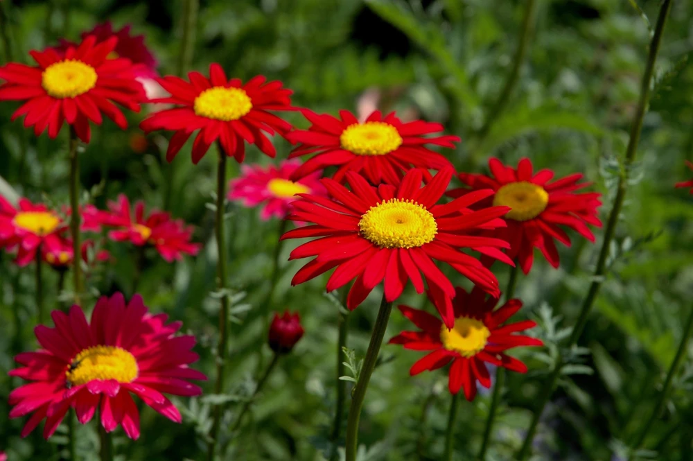 Red Robinson's Daisy Flower Seeds - 100 Painted Daisy Seeds, 24-36" Tall, Zones 3-9 - Image 3