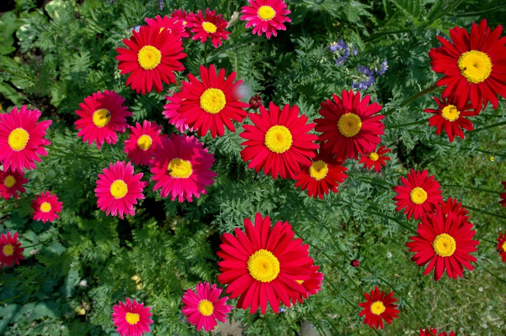 Red Robinson's Daisy Flower Seeds - 100 Painted Daisy Seeds, 24-36" Tall, Zones 3-9 - Image 4
