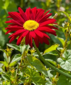 Red Robinson's Daisy Flower Seeds - 100 Painted Daisy Seeds, 24-36