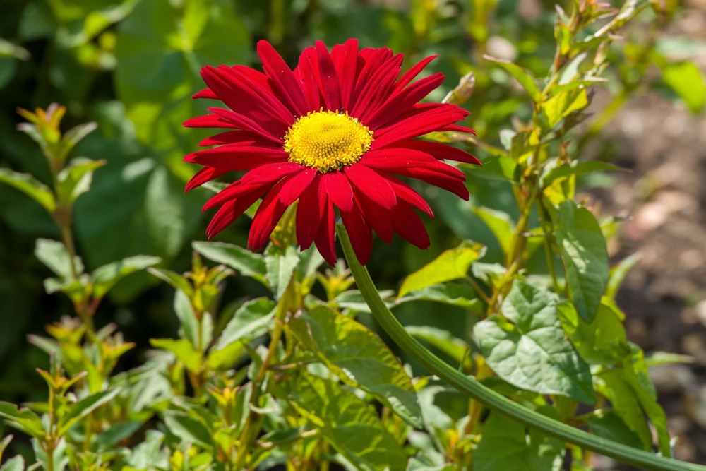 Red Robinson's Daisy Flower Seeds - 100 Painted Daisy Seeds, 24-36" Tall, Zones 3-9 - Image 5