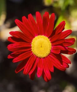 Red Robinson's Daisy Flower Seeds - 100 Painted Daisy Seeds, 24-36