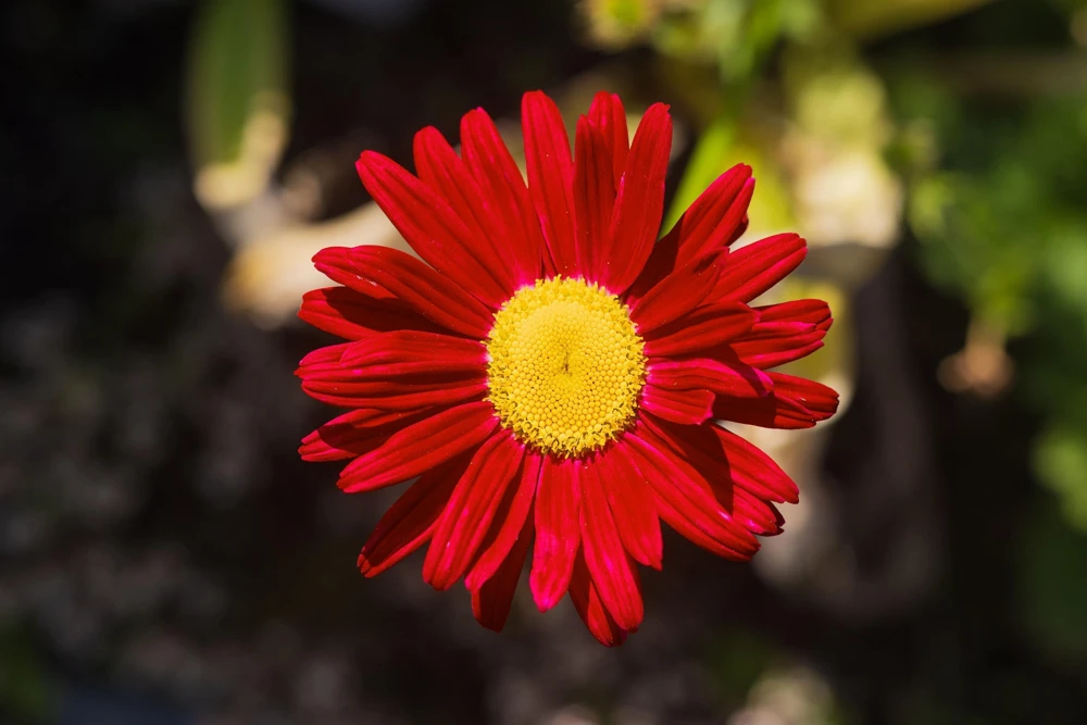 Red Robinson's Daisy Flower Seeds - 100 Painted Daisy Seeds, 24-36" Tall, Zones 3-9 - Image 6