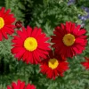 Red Robinson's Daisy Flower Seeds - 100 Painted Daisy Seeds, 24-36" Tall, Zones 3-9 - Image 1
