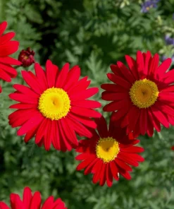 Red Robinson's Daisy Flower Seeds - 100 Painted Daisy Seeds, 24-36" Tall, Zones 3-9 - Image 1