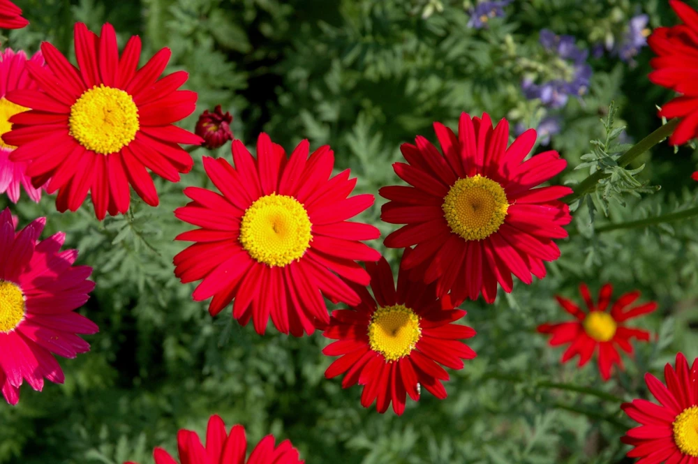 Red Robinson's Daisy Flower Seeds - 100 Painted Daisy Seeds, 24-36" Tall, Zones 3-9 - Image 1