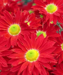 Red Robinson's Daisy Flower Seeds - 100 Painted Daisy Seeds, 24-36