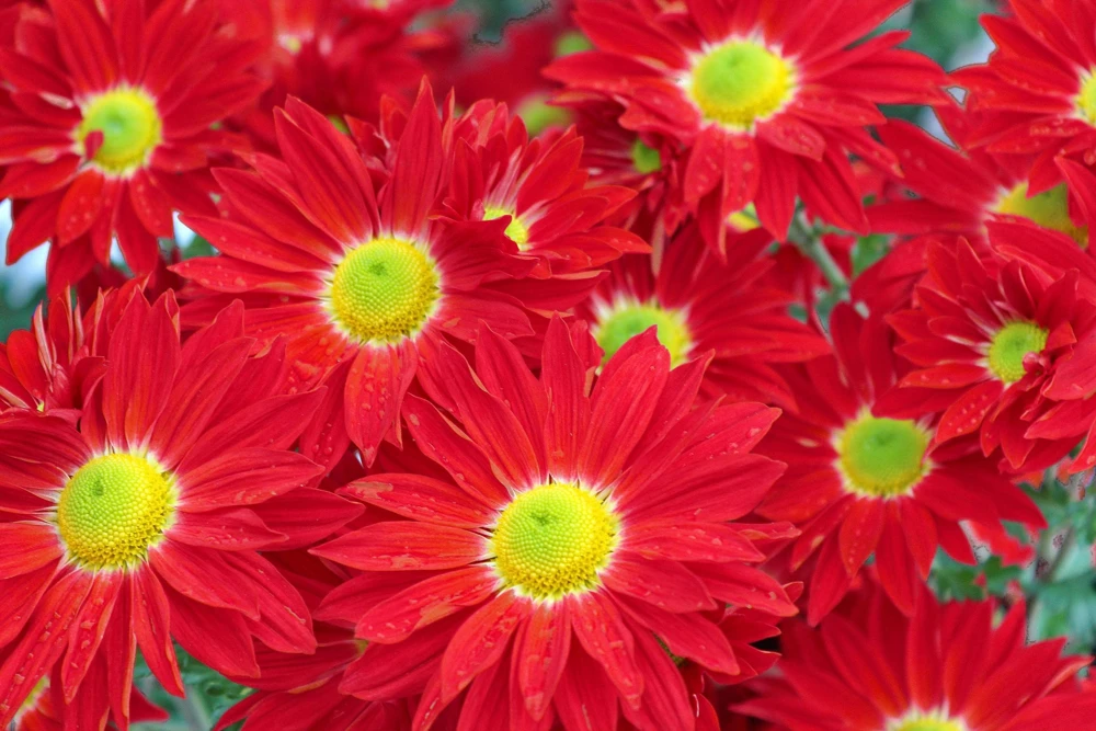 Red Robinson's Daisy Flower Seeds - 100 Painted Daisy Seeds, 24-36" Tall, Zones 3-9 - Image 7