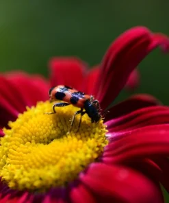 Red Robinson's Daisy Flower Seeds - 100 Painted Daisy Seeds, 24-36