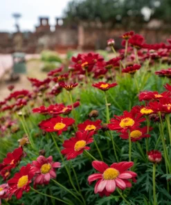 Red Robinson's Daisy Flower Seeds - 100 Painted Daisy Seeds, 24-36