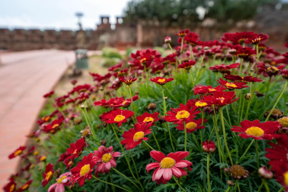 Red Robinson's Daisy Flower Seeds - 100 Painted Daisy Seeds, 24-36" Tall, Zones 3-9 - Image 9