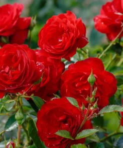 Red Rose Seeds - 5 Pack - Fragrant Perennial Flower Seeds - USDA Zones 2-11 - Image 2