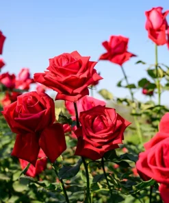 Red Rose Seeds - 5 Pack - Fragrant Perennial Flower Seeds - USDA Zones 2-11 - Image 4